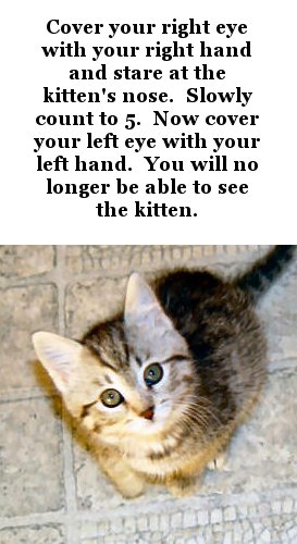 Kitten illusion